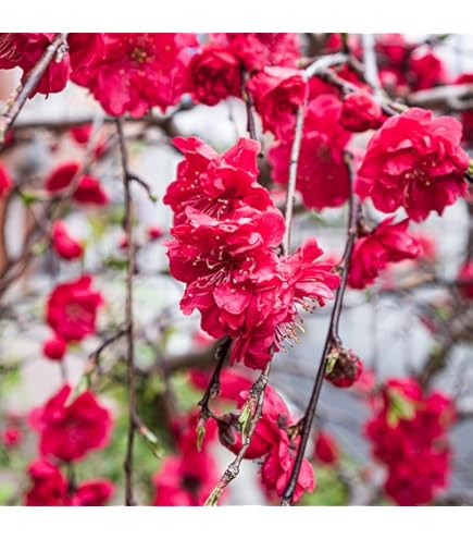 枝垂れ梅　シダレウメ 白花 苗木　2 ウメ 花梅 枝垂れ梅 白 八重咲き 苗 通販 苗木部 By 花ひろばオンライン