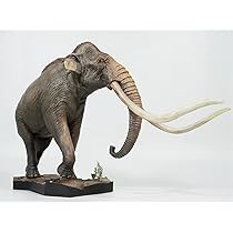 本物ケナガマンモス牙！約52センチメートル!! Mammothtusk006-1.jpg