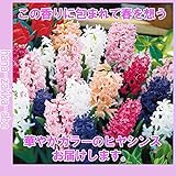 ヒヤシンス球根・12球（６色セット） 甘い香りで人気