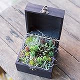 多肉植物 寄せ植え プチ ギフト （ 造花 ） taniku イミテーション BOX フラワー ( スクエア )
