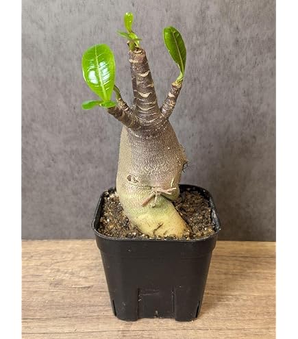 Amazon｜【現品限り】ケラリア・ピグマエア【D54】 Ceraria pygmaea