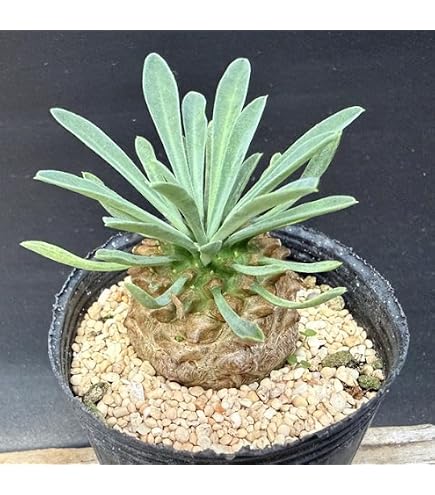 Amazon｜（多肉植物）ユーフォルビア ギラウミニアナ 実生苗 2．5号