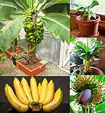 200 pcs Banana Seeds,dwarf fruit trees,Milk Taste,Outdoor Perennial Fruit Seeds For Garden plants