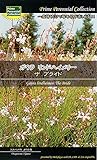 【種子】ガウラ リンドハイメリー ザ ブライド　Prime Perennial Collection