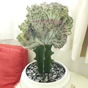 ユーフォルビア キングマハラジャ 白丸陶器鉢 8号 鉢皿付 現品 B ノーブランド品 観葉植物 通販 Amazon