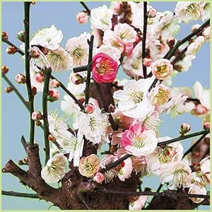 Amazon 花梅の苗木 思いのまま 咲き分け 花