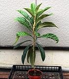 ビワ 田中 樹高80cm前後 3本セット