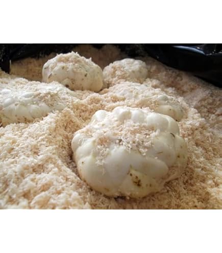 Amazon.co.jp: ゆり根 2Lサイズ 5kg (北海道ゆりね) ほっかいどう冬の