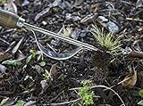 Joseph Bentley Traditional Garden Tools Stainless Steel Daisy Grubber [並行輸入品]