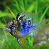 (熱帯魚)バルーンラミレジィ （約２.５-３cm）＜1匹＞[生体]