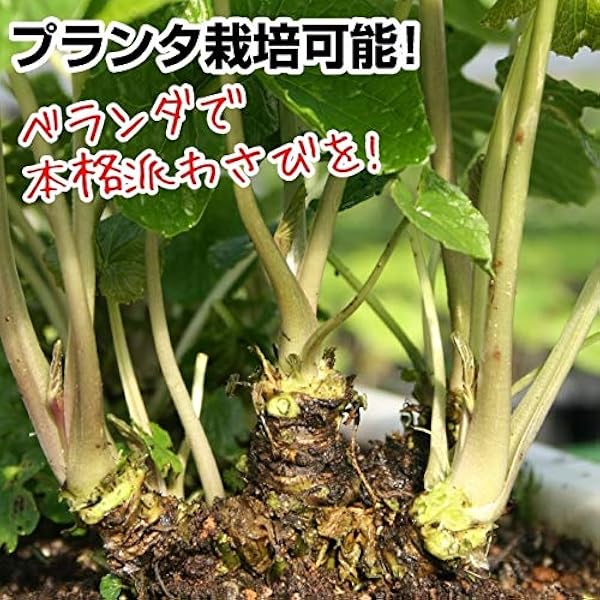 Amazon 国華園 山菜苗 六方沢ワサビ 1株 21年春商品 Diy 工具 ガーデン