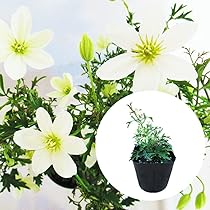 chi☆様 リクエスト 3点 クレマチス　ウェッセルトン　カートマニージョー　他 000000009650_LueluGB.jpg