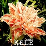 プロモーション！100個FlowerRecordアマリリス種子ルーフパティオガーデン種子バルバドスユリの花の種子盆栽、＃8QK8GJ