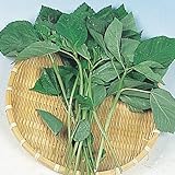 【メール便配送】　国華園　野菜たね　健康野菜　モロヘイヤ　1袋(5ml)【※発送が国華園からの場合のみ正規品です】