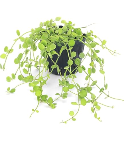 Amazon｜おしゃれ 観葉植物：ディスキディア ヌンムラリア