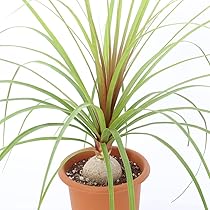 コア様リクエスト トックリラン50個 コア様リクエスト トックリラン50