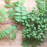 山椒（サンショウ）：ウルトラ朝倉山椒4号ポット*[強健で栽培しやすい耐病性台木のアサクラサンショウ] ノーブランド品