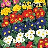 国華園　ケース花苗 プリムラポリアンサミックス(無選別) 24株【※発送が国華園からの場合のみ正規品です】