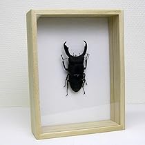 チュウゴクヒラタクワガタ 標本 チュウゴクヒラタクワガタ 標本