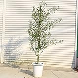 シンボルツリー／庭木・植木：オリーブの木（9号）　レクチーノ（レッチーノ）*樹高：130ｃｍ　全高：170ｃｍ　佐川急便発送！