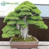 Bonsai seeds 30 pcs Japanese Red Cedar - Cryptomeria japonica seeds - Bonsai Tree Evergreen Bonsai H