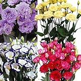 【メール便配送】国華園　花たね　豪華大人気トルコキキョウセット　4種4袋【※発送が国華園からの場合のみ正規品です】