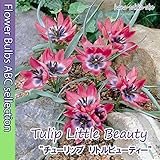 ★ 【春色】 チューリップ リトルビューティー 5球
