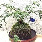 苔玉 ジャスミンの苔玉