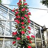 2017年バラ大苗・ 可 ツル ノックアウト (国産苗 大苗 6号鉢植え) メイアン作出 2017年新品種 ・1店舗当たり販売制限の限定品