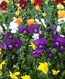 【特選花苗セット販売】ビオラ ミックスセット（３号） 【まとめ売り】 ４０ポットセット