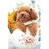 犬 柴犬 Iphone 640 960 壁紙 画像 スマポ 犬 柴犬 Iphone 640 960 壁紙 画像 スマポ