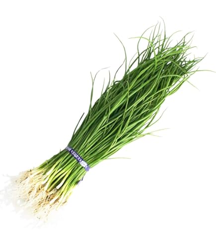 玉ねぎ苗　1000本　早生　ソニック 楽天市場】【予約商品 10月～11月発送開始】玉ねぎ苗 ソニック 早生