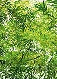 植物ポスター写真壁紙 – 竹4-parts ( 100 x 72インチ）
