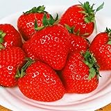 国華園　いちご苗　とよのか　5株【※発送が国華園からの場合のみ正規品です】