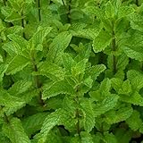 ミント：スペアミント3号ポット12株セット[ハーブ苗][ミントの原点] ノーブランド品