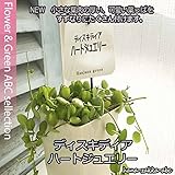【観葉植物】 ディスキディア・ハートジュエリー 【インテリアグリーン】