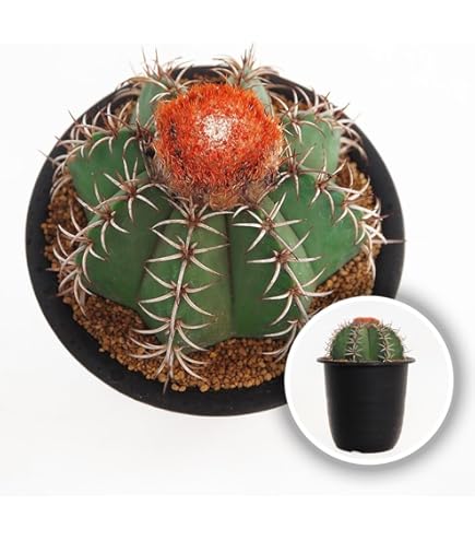 Amazon｜ユーフォルビア 亀甲 オベサ sp 発根済み｜観葉植物