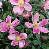 シュウメイギク（秋明菊）：桃花一重咲チャボシュウメイギク3.5号 2株セット ノーブランド品