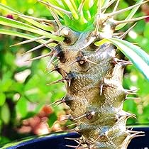 614dyOrtmkL._AC_UL210_SR210,