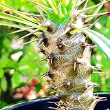 194.シルバーグレーの太い幹と鋭いトゲが特徴の塊根植物、パキポディウム・ラメリー。 （Pachypodium　Lamerei) 10粒 [並行輸入品]