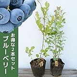 ブルーベリー 2品種セット 樹高0.3m前後 13.5cmポット （ティフブルーとホームベルのセット） ラビットアイ 苗木 植木 苗 庭木 生け垣