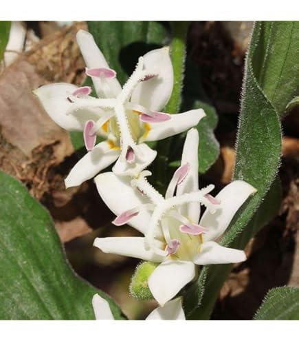 Amazon | [ 山野草苗 ] ホトトギス「妖精」 | 花