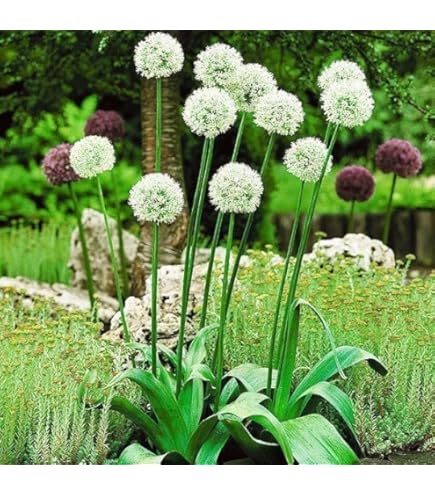 Amazon.co.jp: アリアム アリウム ギガンチューム 球根 1片 ボーダー