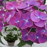あじさい苗　【クリムゾン苗木】　5号鉢　あじさい　アジサイ　紫陽花　花鉢植え　花