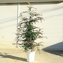 614gyNgch1L._AC_UL210_SR210,