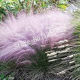 100pcs 5色Hairawn Muhly草の種子、または湾岸Muhlyのススキ草、盆栽は、家の装飾のためのレア園芸植物を鉢植え