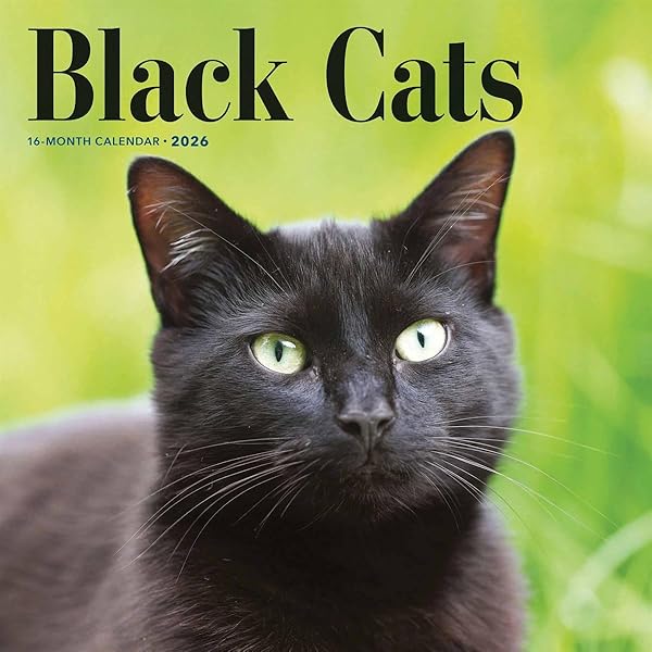 Amazon.co.jp: 黒猫 2026年 カレンダー / ブラウントラウト 輸入版