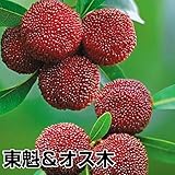 国華園　果樹苗　ヤマモモ 東魁＆オス木　2種2株【※発送が国華園からの場合のみ正規品です】