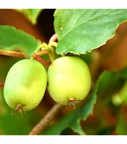 Amazon.co.jp: ベビーキウイ 選べる5品種 4.5号 (直径13.5cm) ポット苗