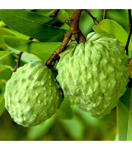 ライチ　品種名　ジャカパット　苗木 楽天市場】【送料無料】ライチ ジャカパット 果樹の苗木 4号 1個